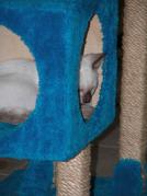 kittens - 071007 20